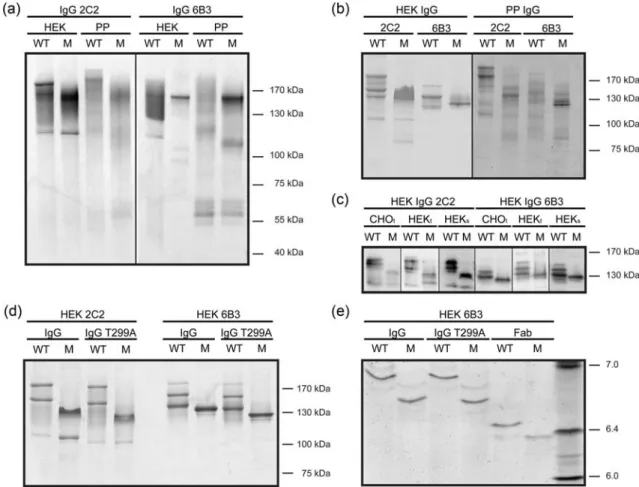 Fig. 8. Analysis of running behavior of IgGs on SDS-PAGE and IEF. (a) SDS-PAGE of equal amounts of the Protein A-purified HEK and Pichia constructs stained with Coomassie Blue