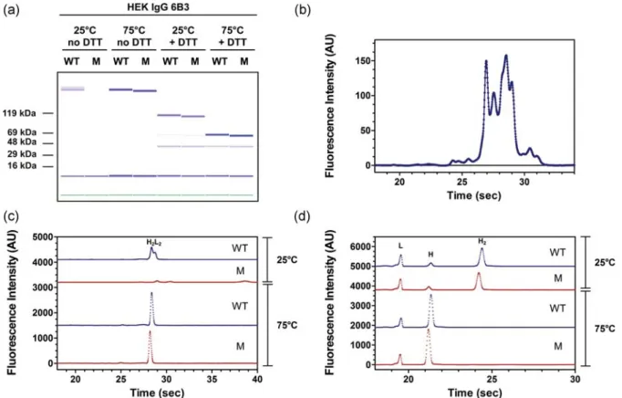 Fig. 10. Analysis of HEK IgGs by capillary electrophoresis. (a) HEK IgG 6B3 WT and M variants were analyzed in the absence or presence of reducing agent upon incubation in the loading buffer either at 25 or 758C ( presented as a virtual gel)