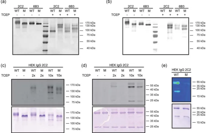 Fig. 11. Partial reduction of antibody variants. (a) Non-reducing SDS-PAGE of HEK constructs stained with Coomassie Blue