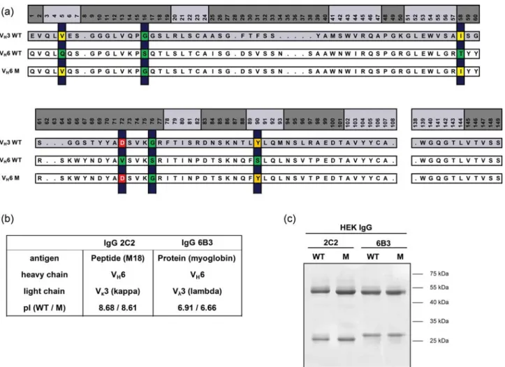 Fig. 1. Alignment of V H sequences. (a) Comparison of HuCAL-derived WT V H 3 and V H 6 sequences (two uppermost sequences)