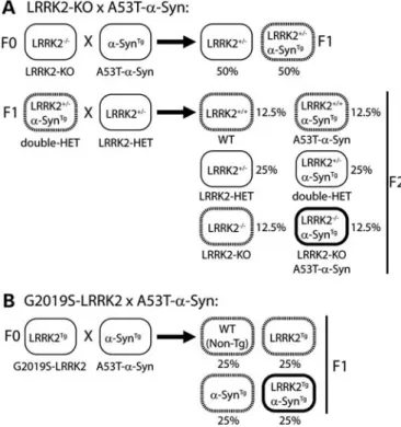Figure 1. Breeding strategy to generate double mutant mice. (A) Strategy to generate A53T-a-Syn mice on an LRRK2 null background