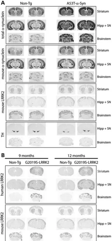 Figure 2. Localization of a-Syn and LRRK2 mRNA in the brain of transgenic mice. (A) In situ hybridization with 33 P-labeled antisense oligonucleotide probes specific to total (human + mouse) or mouse a-Syn, mouse LRRK2 or mouse TH
