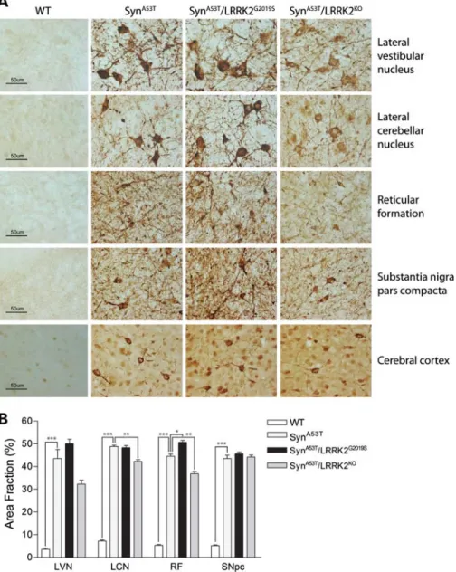Figure 5. Abnormal accumulation of human a-Syn in the brainstem of A53T-a-Syn transgenic mice is modestly altered by modulating LRRK2 expression