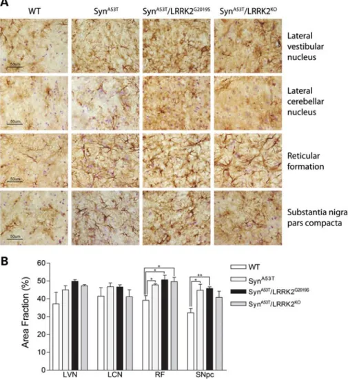 Figure 6. Astrocytic pathology in A53T-a-Syn transgenic mice is not affected by modulating LRRK2 expression