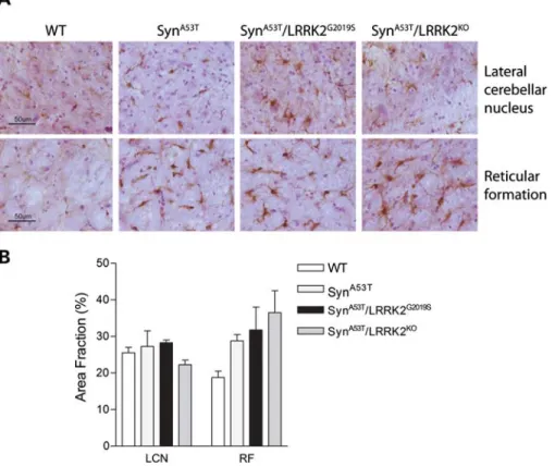 Figure 7. Microglial pathology in A53T-a-Syn transgenic mice is not affected by modulating LRRK2 expression