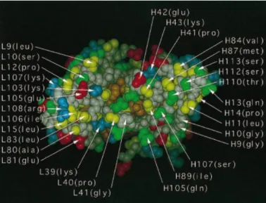 Fig. 1. Space-filling representation of the Fv fragment, seen from the v/c