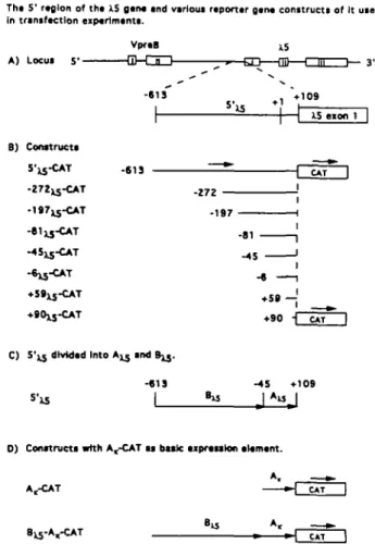 Fig. 2. (A) The 5' region of the X5 gene. The munne  V p , ^ , (exon I and II) and X5 (exon I, II and III) locus and below the 5'region of the X5 gene used to test for promoter activity, 5'^j (position  - 6 1 3 to +109, transcription start site +1) is show