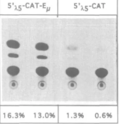 Fig. 3. (A) Transfecton of 230-238 pre-B cells with 5'^-CAT and 5',^-CAT-E,. CAT assay after transient transfectron of the pre-B cell line 230-238 with the 5'^5-CAT construct described in Rg