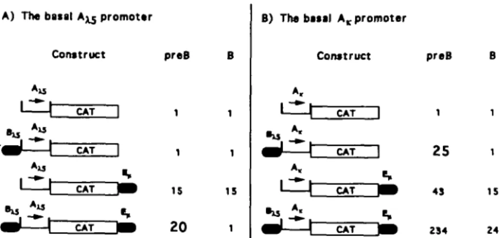 Fig. 6. (A) Constructs based on the basal  A ^ promoter and corresponding CAT activities in pre-B and B cells