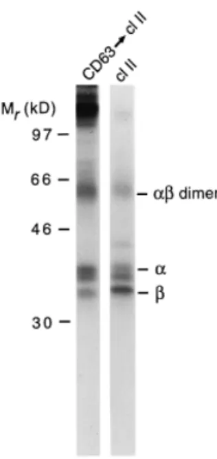 Fig. 6. SDS stability of CD63-associated MHC class II molecules.