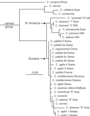 Fig. 5. ML phenogram of the cryptic species of the C.