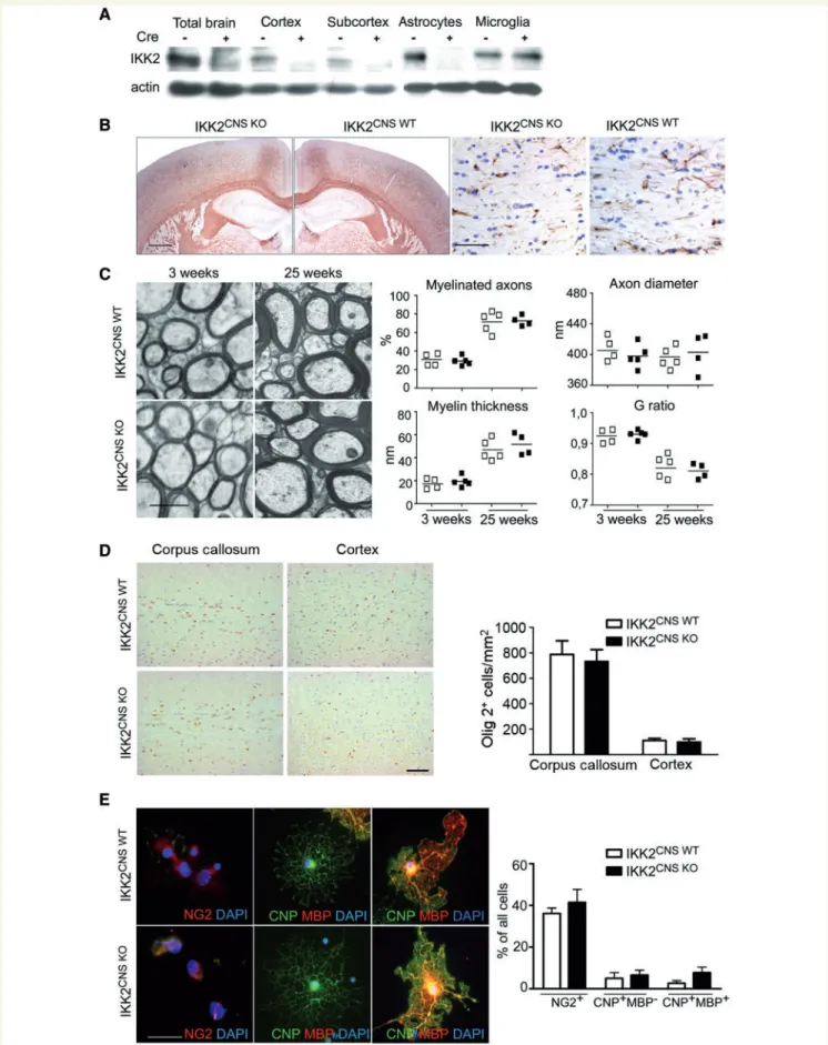Figure 1 The canonical NF-kB pathway activator IKK2 is dispensable for formation of myelin in the CNS