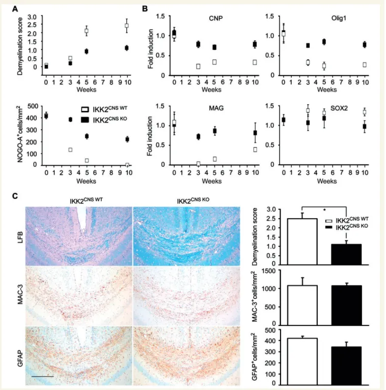 Figure 3 Gene expression pattern is temporally altered during chronic demyelination in the absence of IKK2