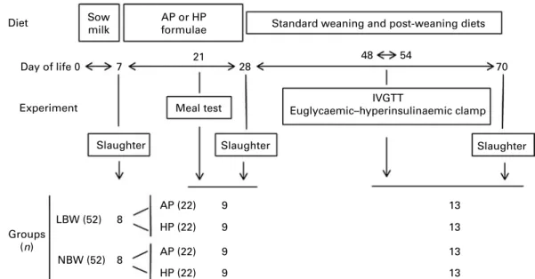 Fig. 1. Overview of the study design. Normal-birth-weight (NBW, near the litter mean birth weight) and low-birth-weight (LBW, 30 % less than the mean birth weight) piglets were allowed to suckle the dam until 7 d of age