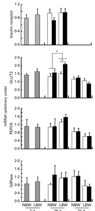 Fig. 2. Relative levels of insulin receptor, GLUT2, phosphoenol pyruvate carboxykinase (PEPCK) and glucose-6-phosphatase (G6Pase) mRNA in the liver of 7-d-old piglets, 28-d-old piglets and 70-d-old pigs fed the  adequate-protein (A) or high-adequate-protei