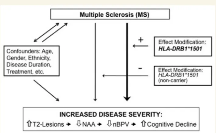 Fig. 1 Schematic representation of the relationship between MS and disease severity with the inﬂuence of confounders, in addition to the effect modiﬁer, HLA-DRB11501, that is  pro-posed to facilitate increased brain injury