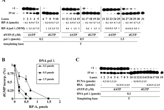 Figure 4. A precise balance of the relative concentrations of RP-A and pol lis required for supression of misincorporation