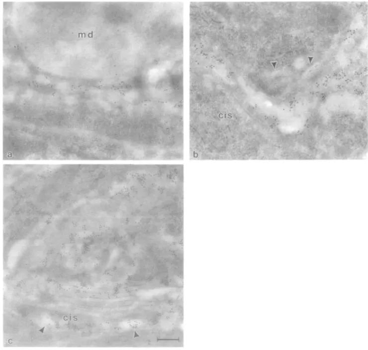 Fig. 1. Localization of |31,4-GT and /3-galactose residues on sections from bovine proximal colon