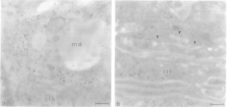 Fig. 2. Immunocytochemical detection of /31,4-GT with mab H5 on sections from bovine duodenum