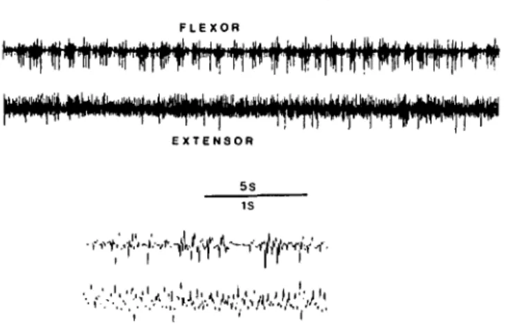 Figure 2. Electromyographic activity in the antagonist mus- mus-cles causing alternating flexion and extension of a locust hindleg extensor tibia, during a bout of rhythmic stepping at a mean frequency of 1.2 per second