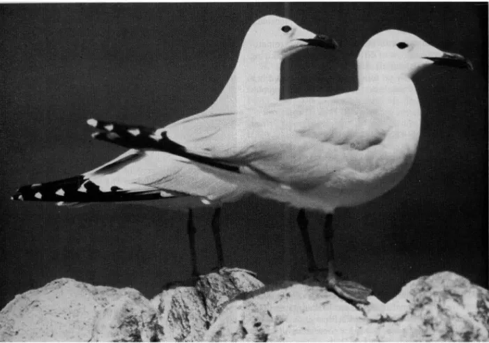 Fig. 1. Adult Audouin 's Gulls (Larus audouinii). Total length (tip of bill to tail) 49 cm