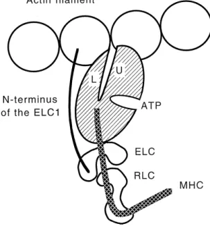 Fig. 3. Schematic drawing, approximately to scale, of the interactions of
