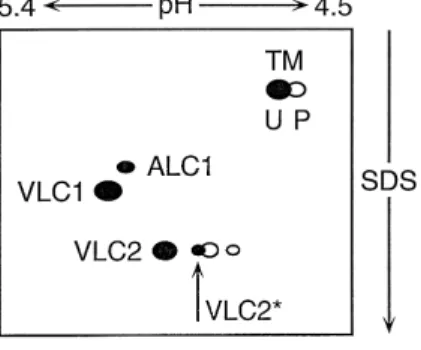 Fig. 4. Schematic drawing of the myosin light chains and a -tropomyosin Ž TM resolved by two-dimensional gel electrophoresis from the ventricle