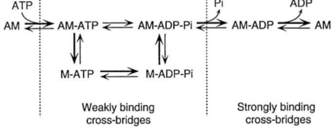 Fig. 5. Simplified kinetic scheme of the cross-bridge cycle. M, myosin;