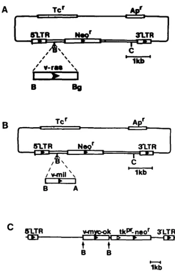 Fig. 1. Schematic diagrams of the plasmids pMMCV-neo (26), pZIPras and pZIPmiJ. pZIPras and pZIPmil were constructed as outlined in Materials and methods