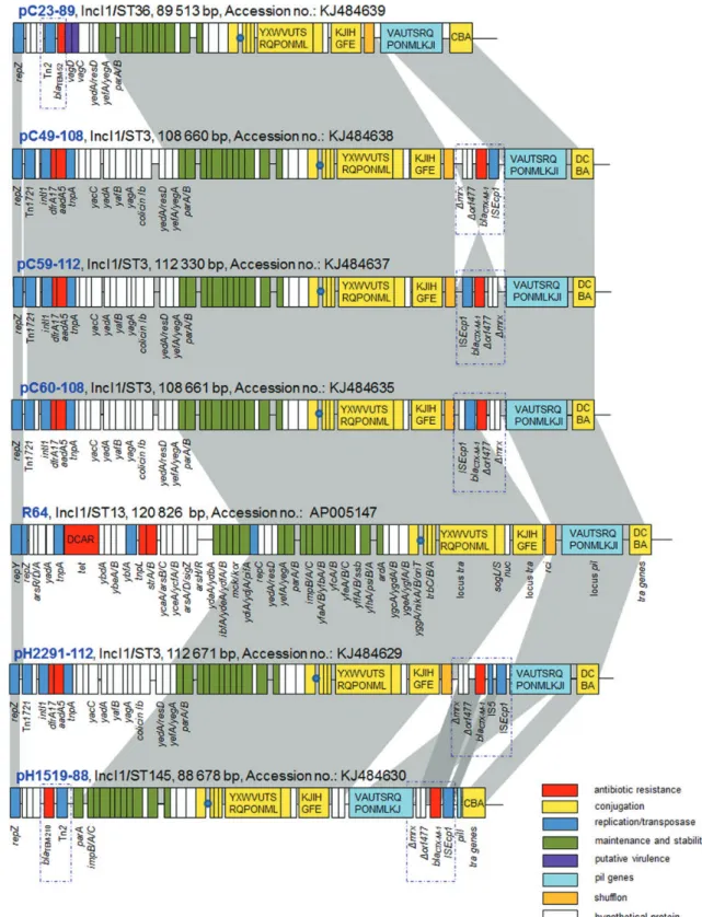 Figure 2. Major structural features of pC23-89, pC49-108, pC59-112, pC60-108, pH2291-112 and pH1519-88 in comparison with the IncI1 reference plasmid R64 (accession no