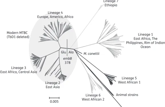 Figure 1. Whole-genome phylogeny of 219 isolates representative of all major MTBC lineages
