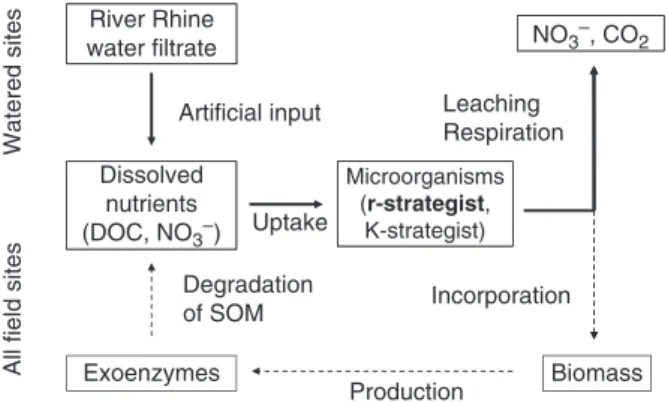 Fig. 2. Microbial nutrient cycle model for water recharge and control sites. Arrows with solid lines represent the predominant C flow at water recharge sites, i.e