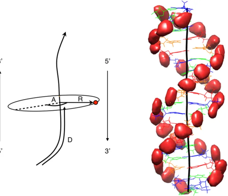 Figure 1. Left: Schematic view of the curvilinear helicoidal coordinates (CHC). An ion (red dot) is described by a distance D along the curved helical axis (black line), a radial distance R from the axis and an angle A from a reference vector which tracks 