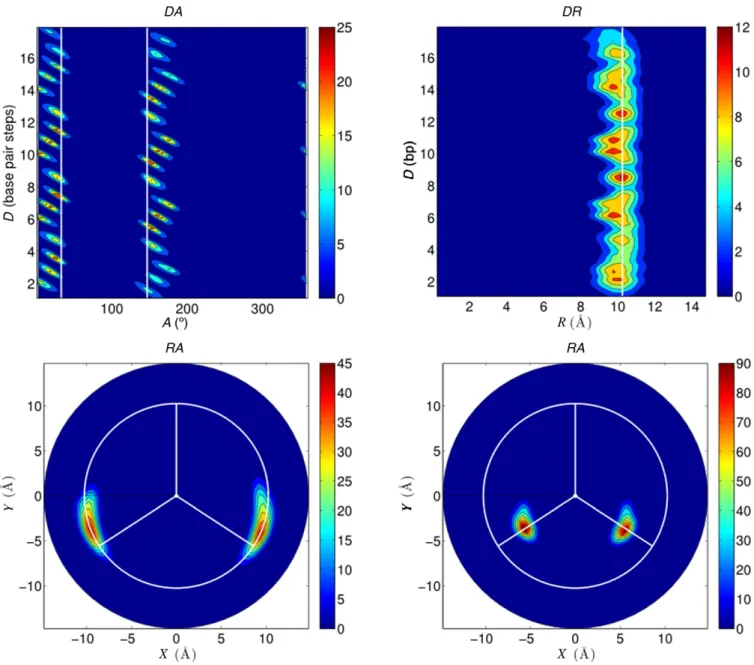 Figure 3. Average phosphorus distributions calculated using CHC for the 1 ␮ s AGCT trajectory and plotted in various planes: DA (top left), DR (top right), RA (bottom left)