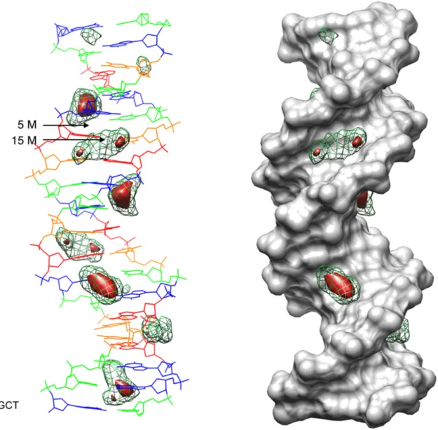 Figure 8. 3D K + distributions obtained by mapping CHC analysis of the 1 ␮ s AGCT trajectory into Cartesian space with respect to the average DNA structure, shown as a line drawing on the left (G: blue, C: green, A: red, T: orange) and as a gray solvent ac