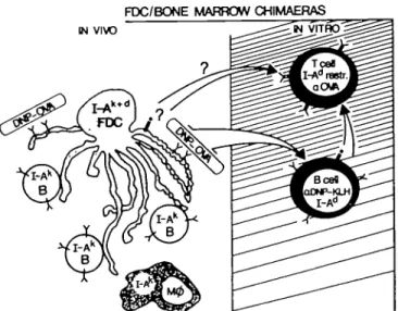 Fig.  1 . Schematic diagram of the functional test of antigen processing and presentation by FDC.