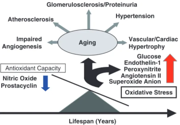 Fig. 1. Proposed mechanisms of the vascular and renal ageing process. A continous increase in cellular oxidative stress with ageing results in a shift promoting activity and production of vasoactive mediators