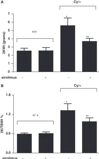 Fig. 4. Parafﬁn sections of kidneys of a wild-type, sirolimus-treated (A), of a Cy/þ untreated (B) and of a Cy/þ sirolimus-treated rat (C)