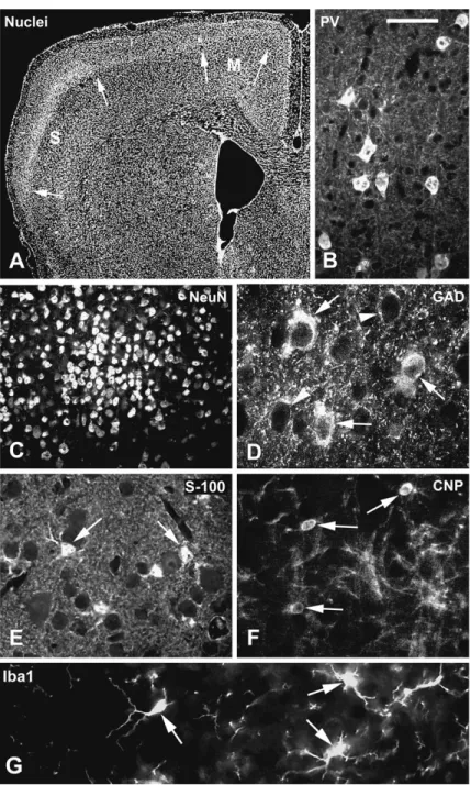 Figure 1. Nuclear staining (A) and examples of immunohistochemical stainings (B--F) in sections of TNC/ (A, B, E, G) and TNCþ/þ (C, D, F) animals