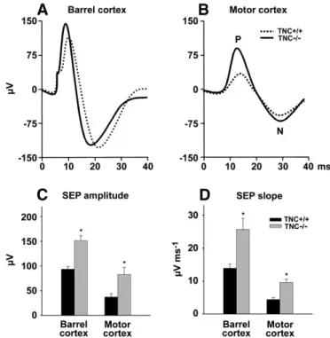 Figure 9. Epicranial SEP recordings. (A, B) Field potential changes recorded over the barrel (A) and motor (B) cortices contralateral to the stimulated whiskers in TNCþ/þ and TNC/ mice