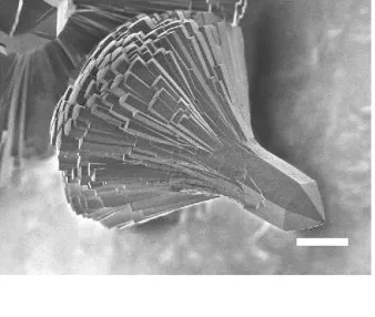 FIG. 10. XRD pattern of rod-shaped ␤ -SrV 2 O 6 obtained from the hydrothermal reaction of Sr(OH) 2 and V 2 O 5 together with a  represen-tative SEM image (inset; scale bar ⳱ 3 ␮ m).