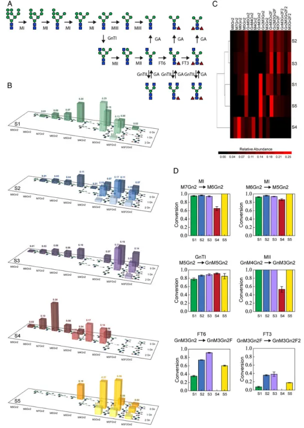 Fig. 7. Secreted Pdi1p shows site-speci ﬁ c glycan pro ﬁ les. (A) N-Glycan-processing pathway of T