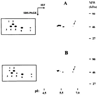 Figure 4. eIF-4A8his expression in transgenic plants. Total protein extracts (2.5 mg) of wild-type and transgenic pollen were incubated with his-tag binding resin, washed with a buffer containing 32.5 mM imidazole, 500 mM NaCl, 20 mM Tris–HCl (pH 7.9), and