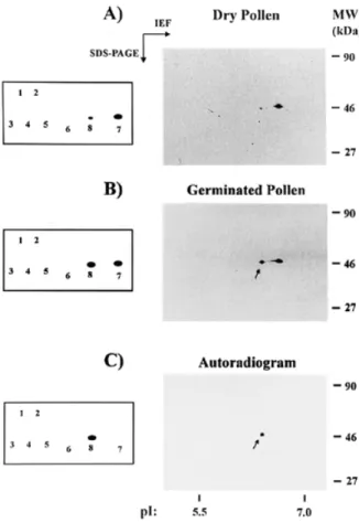 Figure 6. Determination of eIF-4A8his in dry and germinated pollen. eIF-4A8his was isolated with His-Tag resin from (A) dry and (B) germinated pollen