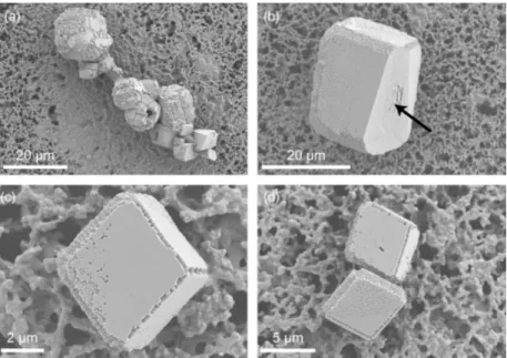 Fig. 7. SEM of carbonate crystals produced in the EPS during the biomineralization experiment.