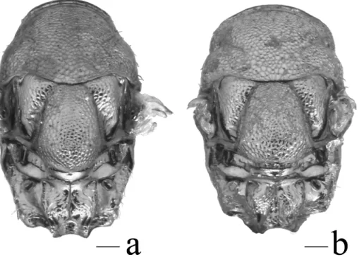 Fig. 8. Mesosoma (dorsal view) illustrating differences in the pronotal collar in % T