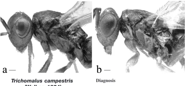 Fig. 1. Head and mesosoma (lateral view) illustrating differences in procoxa coloration in &amp; Trichomalus bracteatus (a) and &amp; Trichomalus campestris (b)