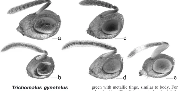 Fig. 3. Head and antennae (anterolateral view) of &amp; Trichomalus lucidus (a); % T. lucidus (b); &amp; T