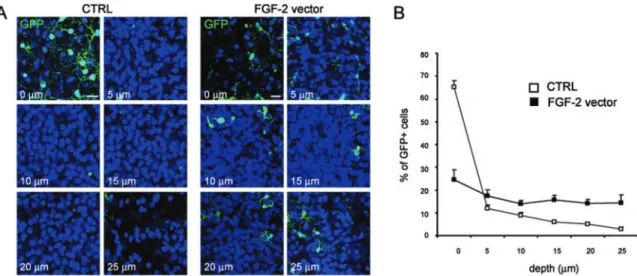 Fig. 4 FGF-2 transduction increases the dispersion and migration speed of NPCs in cortical slices after in vivo transplantation.