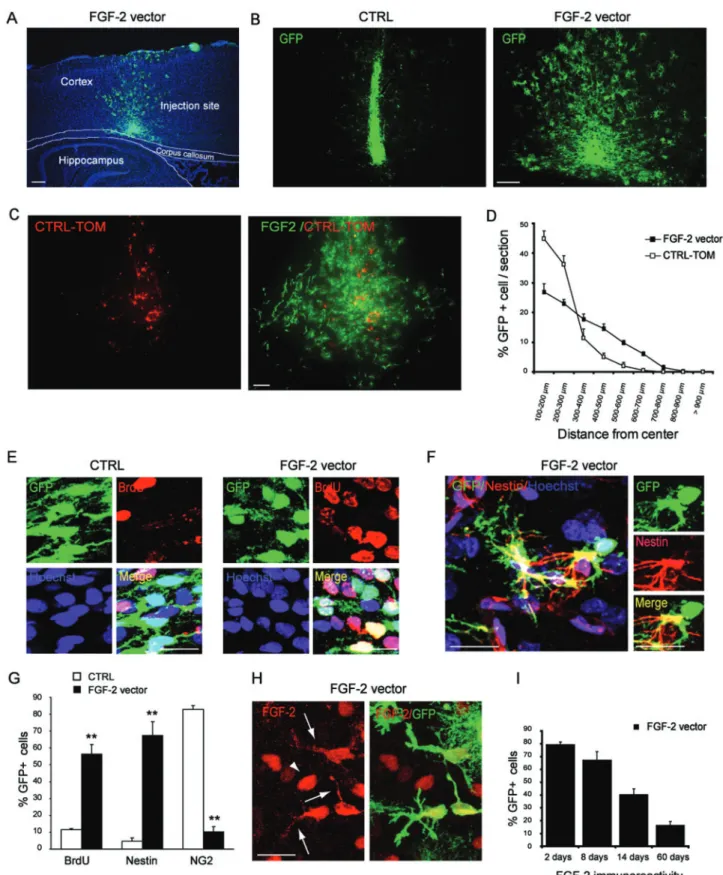 Fig. 5 FGF-2 transduction increases the dispersion of NPCs and maintains their proliferative immature phenotype after in vivo